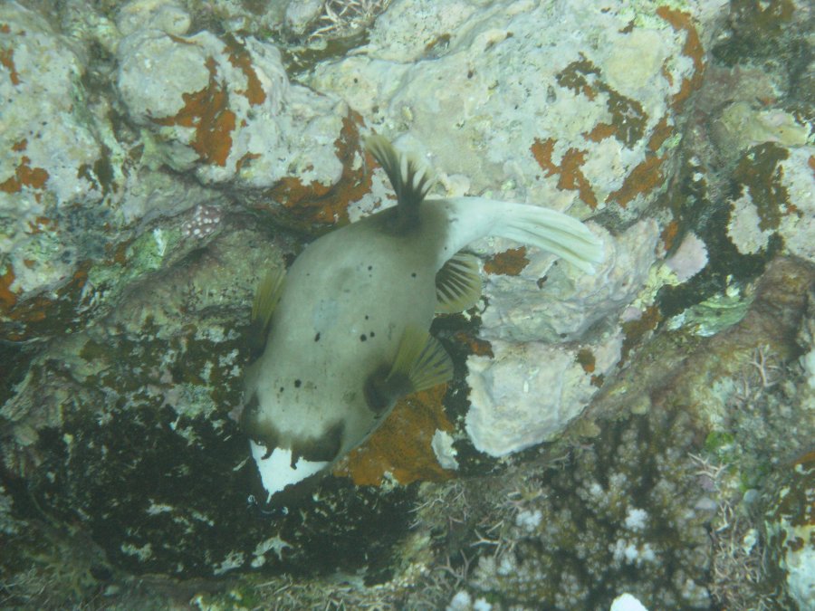 Dive Photos/2009-07 Great Barrier Reef/img_0840.jpg